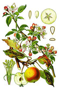 Malus domestica