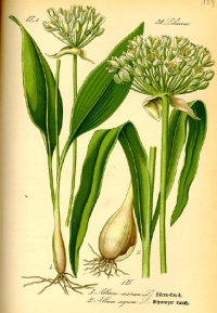 Bärlauch (Allium ursinum) (Tafel aus -Flora von Deutschland, Österreich und der Schweiz- von Otto Wilhelm Thomé von 1885