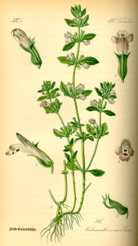 Bohnenkraut (Satureja acinos) (Tafel aus -Flora von Deutschland, Österreich und der Schweiz- von Otto Wilhelm Thomé von 1885