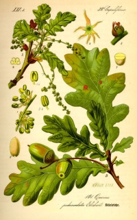 Stieleiche (Quercus robur) (Tafel aus -Flora von Deutschland, Österreich und der Schweiz- von Otto Wilhelm Thomé von 1885