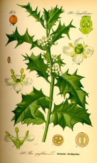 Europäische Stechpalme, oder Gemeine Stechpalme, (Ilex aquifolium), (Tafel aus -Flora von Deutschland, Österreich und der Schweiz- von Otto Wilhelm Thomé von 1885)