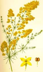 Galium verum