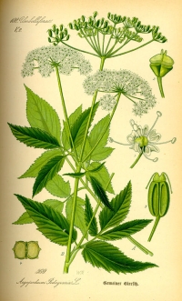 Gemeiner Giersch (Aegopodium podagraria) (Tafel aus -Flora von Deutschland, Österreich und der Schweiz- von Otto Wilhelm Thomé von 1885