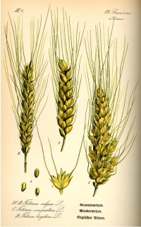 Grannenweizen (Triticum compositum), (Tafel aus -Flora von Deutschland, Österreich und der Schweiz- von Otto Wilhelm Thomé von 1885