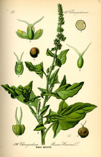 Guter Heinrich (Chenopodium bonus-henricus) (Tafel aus -Flora von Deutschland, Österreich und der Schweiz- von Otto Wilhelm Thomé von 1885)