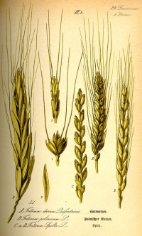 Hartweizen (Triticum durum), (Tafel aus -Flora von Deutschland, Österreich und der Schweiz- von Otto Wilhelm Thomé von 1885