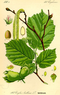 Corylus avellana