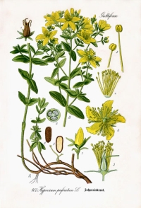 Echtes Johanniskraut (Hypericum perforatum), (Tafel aus -Flora von Deutschland, Österreich und der Schweiz- von Otto Wilhelm Thomé von 1885