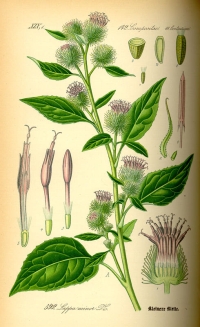 Kleinere Klette (Arctium minor) (Tafel aus -Flora von Deutschland, Österreich und der Schweiz- von Otto Wilhelm Thomé von 1885)