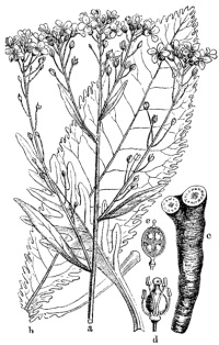 Meerrettich (Armoracia rusticana)