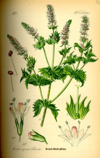 Grüne Minze, Krause Minze oder Krause Wald-Minze (Mentha spicata L. (Syn.: Mentha spicata var. crispa), (Tafel aus -Flora von Deutschland, Österreich und der Schweiz- von Otto Wilhelm Thomé von 1885