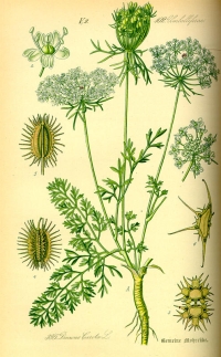 Wilde Möhre (Daucus carota) (Tafel aus -Flora von Deutschland, Österreich und der Schweiz- von Otto Wilhelm Thomé von 1885