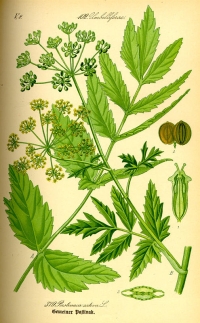 Gemeiner Pastinak (Pastinaca Sativa) (Tafel aus -Flora von Deutschland, Österreich und der Schweiz- von Otto Wilhelm Thomé von 1885