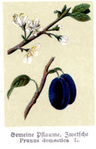 Gemeine Pflaume, Zwetsche - Prunus domestica (Ausschnitt aus dem Botanisches Bilderbuch für Jung und Alt von 1897