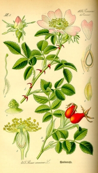 Hunds-Rose (Rosa canina) (Tafel aus -Flora von Deutschland, Österreich und der Schweiz- von Otto Wilhelm Thomé von 1885