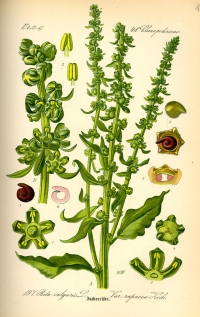 Zuckerrübe (Beta vulgaris subsp. vulgaris var. altissima) (Tafel aus -Flora von Deutschland, Österreich und der Schweiz- von Otto Wilhelm Thomé von 1885