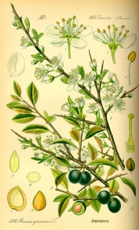 Schlehdorn (Prunus spinosa) (Tafel aus -Flora von Deutschland, Österreich und der Schweiz- von Otto Wilhelm Thomé von 1885