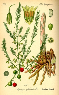 Spargel (Asparagus) (Tafel aus -Flora von Deutschland, Österreich und der Schweiz- von Otto Wilhelm Thomé von 1885