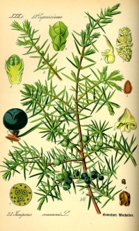 Gemeiner Wacholder (Juniperus communis) (Tafel aus -Flora von Deutschland, Österreich und der Schweiz- von Otto Wilhelm Thomé von 1885