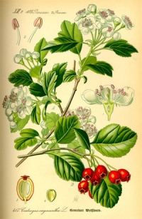 Zweigriffeliger Weißdorn (Crataegus laevigata) (Tafel aus -Flora von Deutschland, Österreich und der Schweiz- von Otto Wilhelm Thomé von 1885