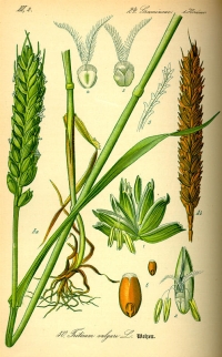 Weizen (Triticum), (Tafel aus -Flora von Deutschland, Österreich und der Schweiz- von Otto Wilhelm Thomé von 1885